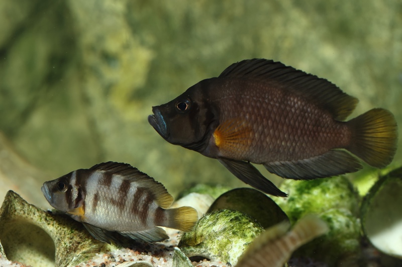 Altolamprologus sp. 'compressiceps shell' Sumbu